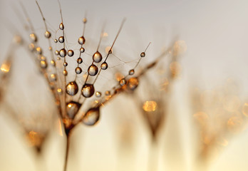 Dandelion Seeds with the morning  drops of dew on a blurred background.