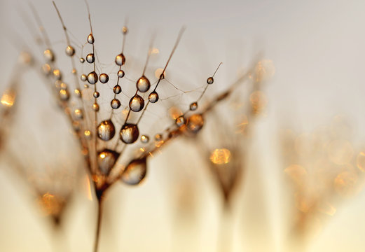 Fototapeta Dandelion Seeds with the morning  drops of dew on a blurred background.