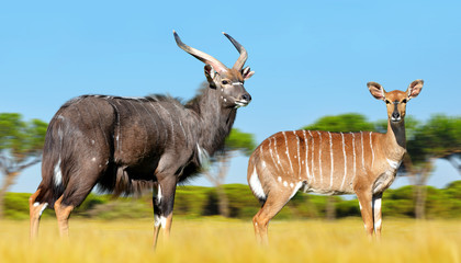 Male and female Nyala antelope (Tragelaphus angasii). Wildlife animal.