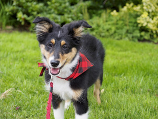 Adorable Happy Puppy out on a Walk 