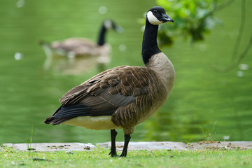 Aachen, Hangerweiher, goose and ducks playing in water and sun, flower, honey bee