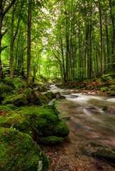 Obraz premium Rapid stream in green forest