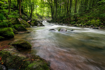 Rapid stream in green forest