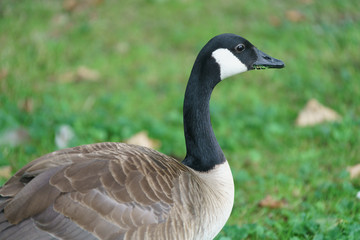 Aachen, Hangerweiher, goose and ducks playing in water and sun, flower, honey bee