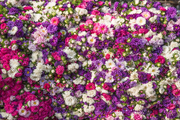Colorful flowers background for sale at the wholesale flower market in Kyauk Mee