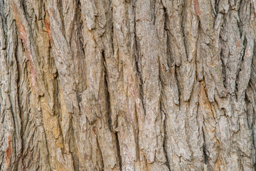 bark background brown nature