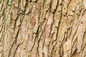 bark background brown nature