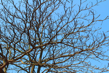 dried branches and sky