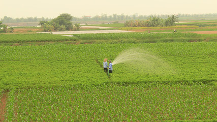 Obraz na płótnie Canvas Man watering vegetables fields