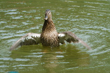 Aachen, Hangerweiher, goose and ducks playing in water and sun, flower, honey bee