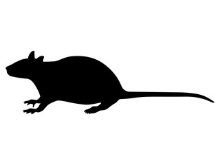 Vector illustration of a black silhouette rat