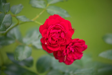 wonderful roses with spider