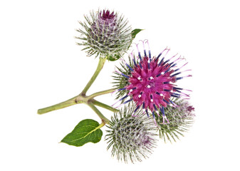 Prickly heads of burdock flowers on a white background