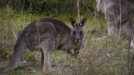 Naklejka na ściany i meble Kangaroo near Melbourne, Australia