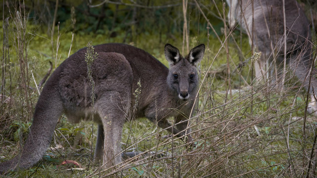 Kangaroo near Melbourne, Australia