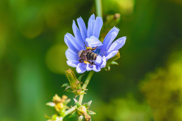 wildflowers blue shade on a soft background meadows, bee collecting honey