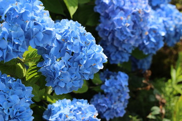 紫陽花の花