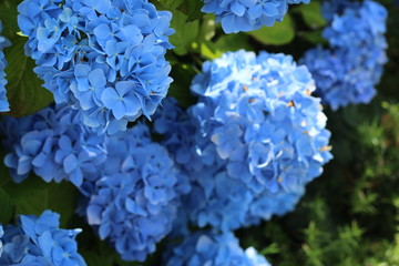 紫陽花の花