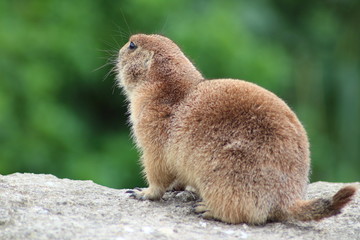 marmot 