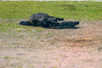 The dark horse rolls on the ground