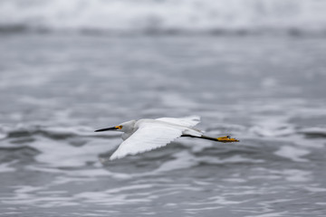 Snowy Egret a kind of White Heron flying over a sea