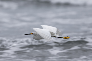 Snowy Egret a kind of White Heron flying over a sea