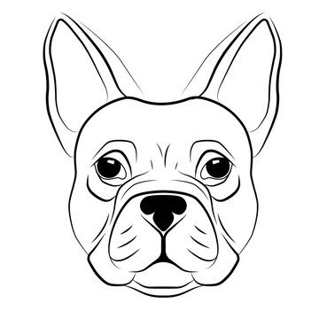 French bulldog head isolated on white background. line tattoo design animal head. Vector illustration.