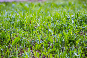 Green Grass on a cloudy day