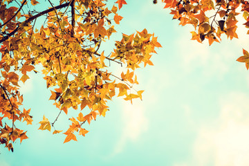 Belles feuilles d& 39 automne et fond de ciel en automne, Arbre à feuillage d& 39 érable coloré dans le parc d& 39 automne, Feuilles d& 39 arbres d& 39 automne dans des tons de couleur vintage.