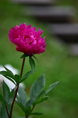 ショッキングピンクのシャクヤク　縦