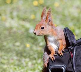 young red squirrel sitting in bag of a park visitor. closeup view.