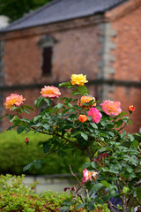 Fototapeta na wymiar 元町公園のレンガの蔵とアンネのバラ