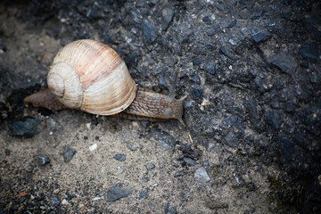 Weinbergschnecke auf Asphaltstraße