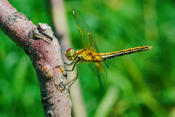 Insect dragonfly sits on a wooden peg on a green background in the sunlight, side view, closeup
