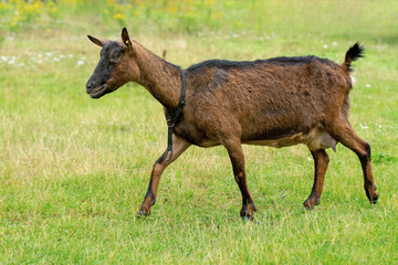 Naklejka premium Harzer Ziege Geiß