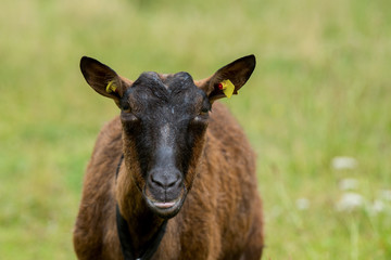 Harzer Ziege Geiß
