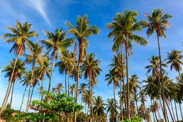 Group of very tall coconut tree grow to the clear blue sky.