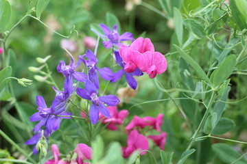 Obraz premium composition with wild flowers