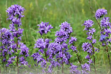 Fototapeta premium composition with wild flowers