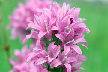 composition with wild flowers