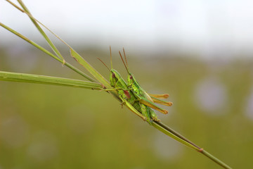 green grasshoppers on the grass at the moment of mating