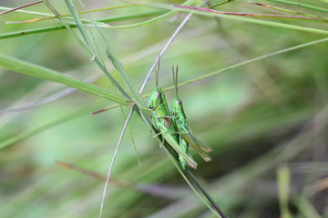 love grasshoppers