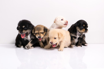 Obraz premium five little black brown white puppies isolated on a white background