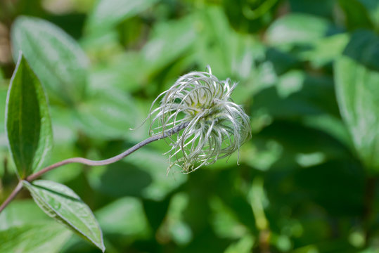 Hairy green flower, funny plant in the Jardin des Plantes

