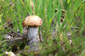 Mushroom grows in forest grass