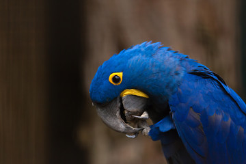 Hyacinth Macaw looking at the camera