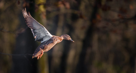 female wild duck in flight wings up