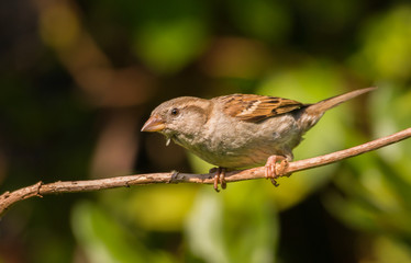 female house sparrow looking at the camera