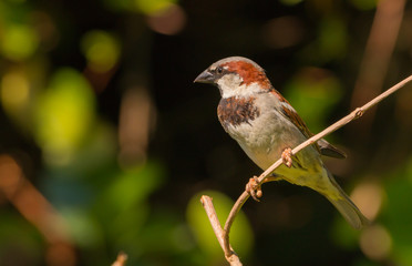 male house sparrow sitting on a branch