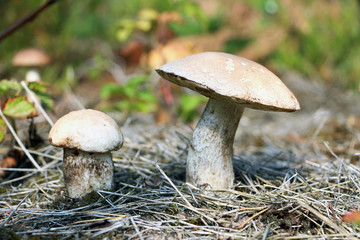 White mushrooms grow in the forest